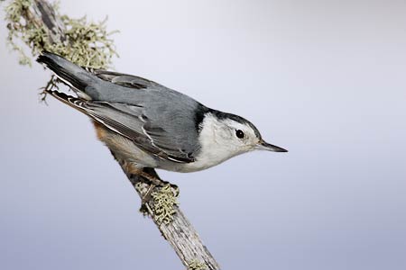 White-breasted Nuthatch (Sitta carolinensis) photo