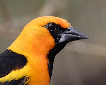 Altamira Oriole (Icterus gularis) photo