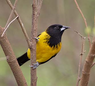Audubon's Oriole (Icterus graduacauda) photo
