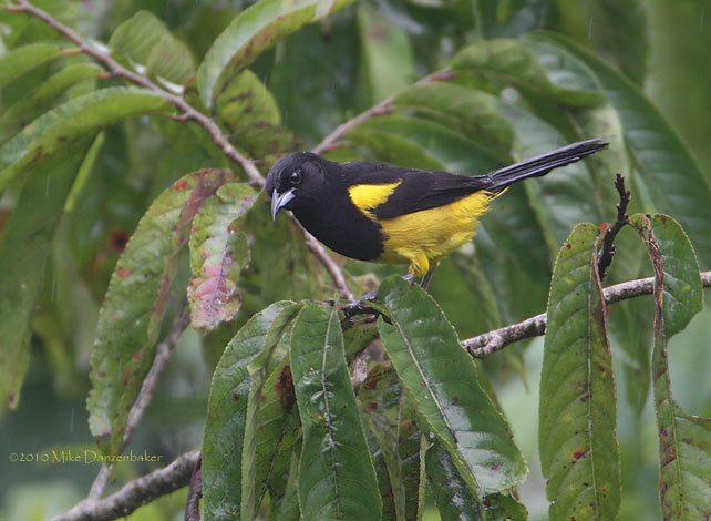 Black-cowled Oriole (Icterus prosthemelas) photo