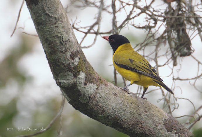 Black-winged Oriole (Oriolus nigripennis) photo