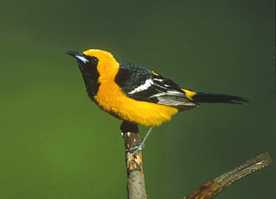 Hooded Oriole (Icterus cucullatus) photo image