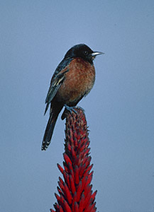 Orchard Oriole (Icterus spurius) photo image