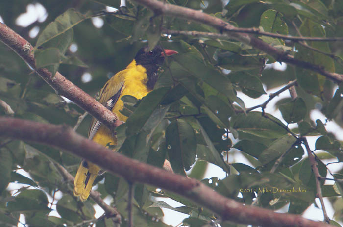 Western Oriole (Oriolus brachyrynchus) photo