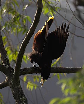 Crested Oropendola (Psarocolius decumanus) photo image
