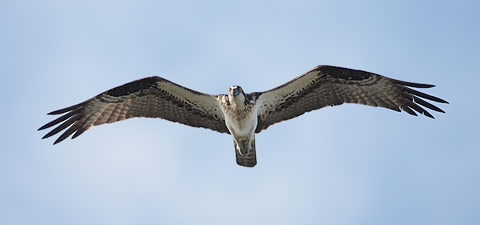 Osprey (Pandion haliaetus) photo