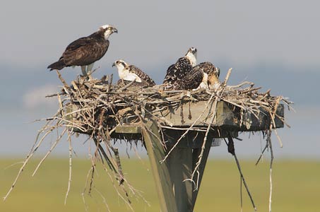 Osprey (Pandion haliaetus) photo