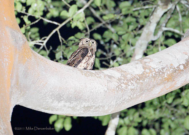 Akun Eagle-Owl (Bubo leucostictus) photo