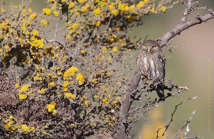 Austral Pygmy-Owl (Glaucidium nana) photo