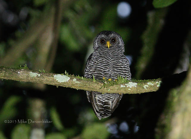 Black-banded Owl (Strix huhula) photo