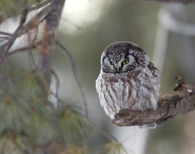Boreal Owl (Aegolius funereus) photo