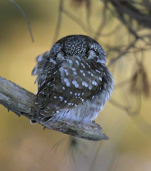 Boreal Owl (Aegolius funereus) photo