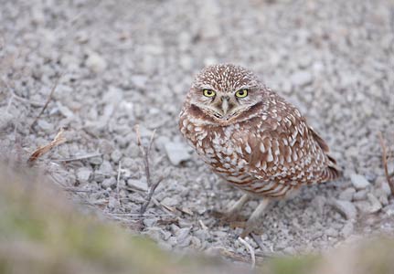 Burrowing Owl (Athene cunicularia) photo