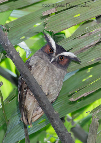 Crested Owl (Lophostrix cristata) photo