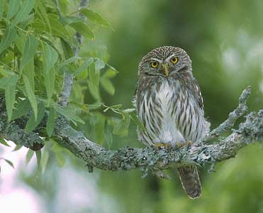 Ferruginous Pygmy-Owl (Glaucidium brasilianum) photo image