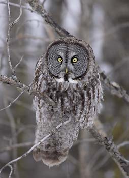 Great Gray Owl (Strix nebulosa) photo