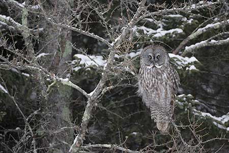 Great Gray Owl (Strix nebulosa) photo
