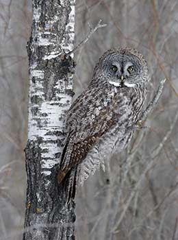 Great Gray Owl (Strix nebulosa) photo