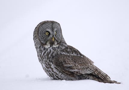 Great Gray Owl (Strix nebulosa) photo