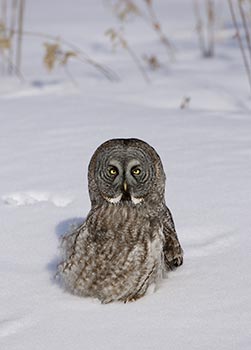Great Gray Owl (Strix nebulosa) photo