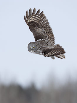 Great Gray Owl (Strix nebulosa) photo