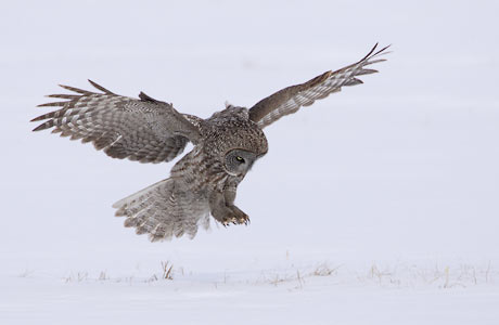 Great Gray Owl (Strix nebulosa) photo