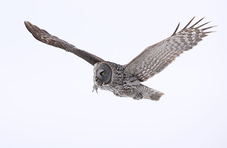 Great Gray Owl (Strix nebulosa) photo