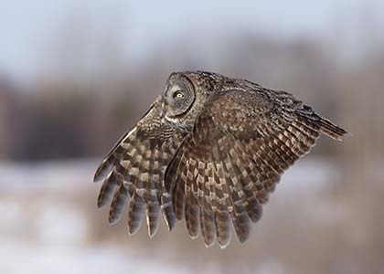 Great Gray Owl (Strix nebulosa) photo