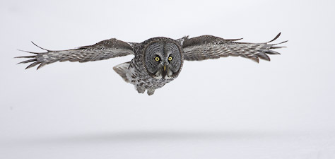 Great Gray Owl (Strix nebulosa) photo