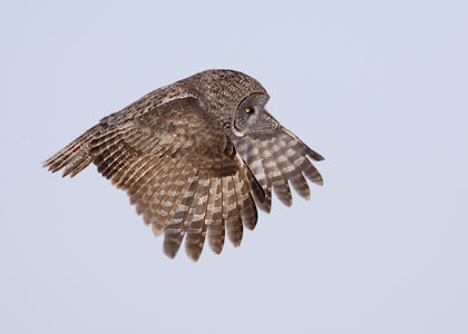 Great Gray Owl (Strix nebulosa) photo