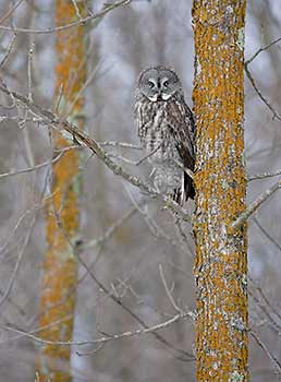 Great Gray Owl (Strix nebulosa) photo