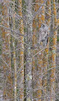 Great Gray Owl (Strix nebulosa) photo