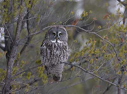 Great Gray Owl (Strix nebulosa) photo