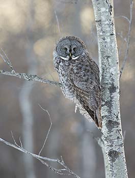 Great Gray Owl (Strix nebulosa) photo
