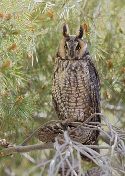 Long-eared Owl (Asio otus) photo