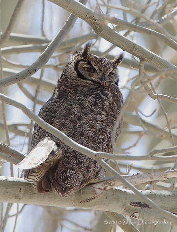 Magellanic Owl (Bubo magellanicus) photo