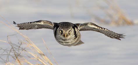 Northern Hawk Owl (Surnia ulula) photo