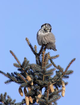Northern Hawk Owl (Surnia ulula) photo