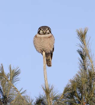 Northern Hawk Owl (Surnia ulula) photo