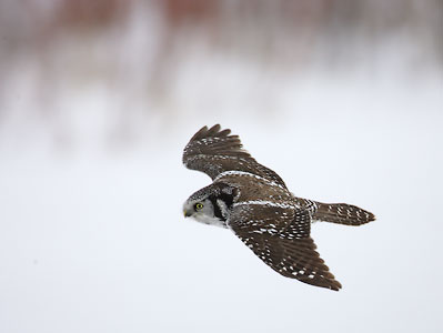Northern Hawk Owl (Surnia ulula) photo