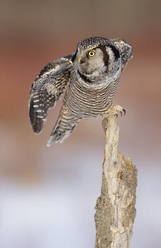 Northern Hawk Owl (Surnia ulula) photo