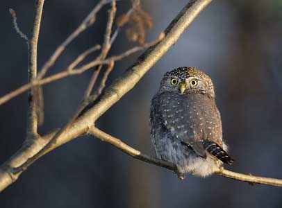 Northern Pygmy-Owl (Glaucidium gnoma) photo