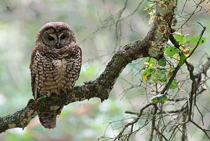 Spotted Owl (Strix occidentalis) photo image