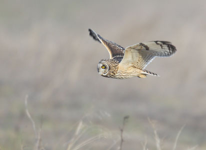 Short-eared Owl (Asio flammeus) photo