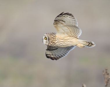 Short-eared Owl (Asio flammeus) photo