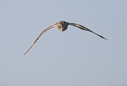 Short-eared Owl (Asio flammeus) photo