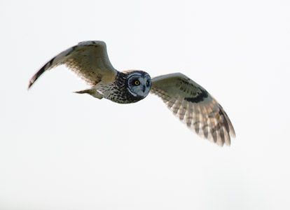 Short-eared Owl (Asio flammeus) photo