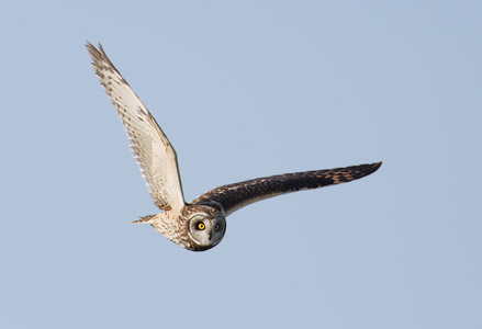 Short-eared Owl (Asio flammeus) photo