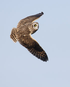 Short-eared Owl (Asio flammeus) photo