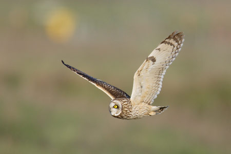 Short-eared Owl (Asio flammeus) photo